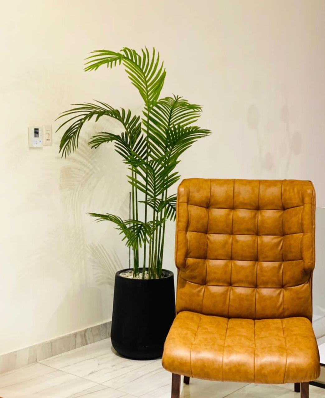 Tall areca palm in black planter pot with dense green fronds indoors