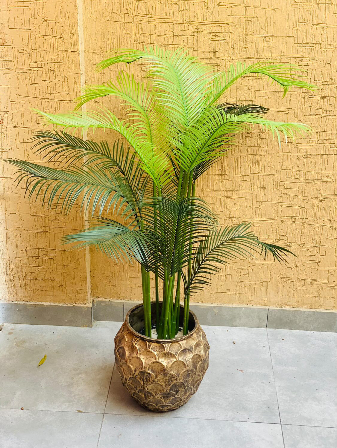 kangi palm plant Tall Kangi Plant
