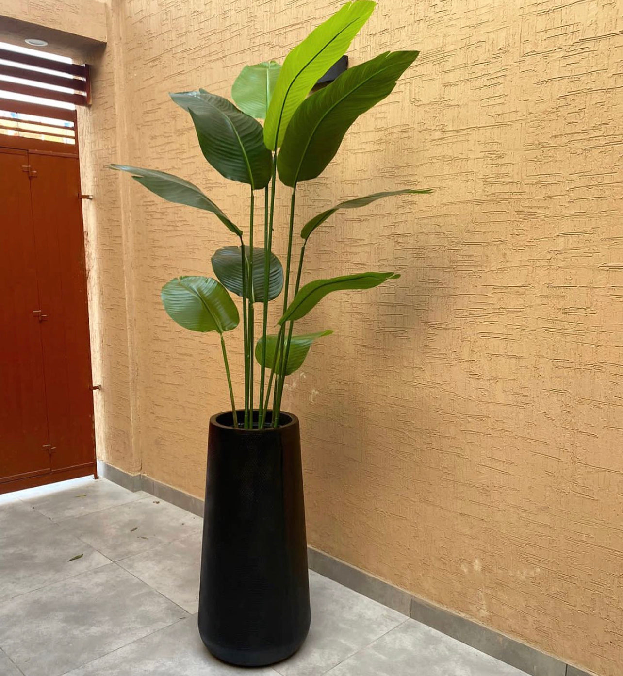 banana plant palm Tall Banana Palm 7 Feet