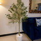 Potted olive tree with slender trunk and spreading green leaves in white pot