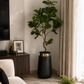 Guava plant with dense green foliage in black pot with gold top