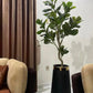 Tall guava plant in a dark pot with glossy green leaves