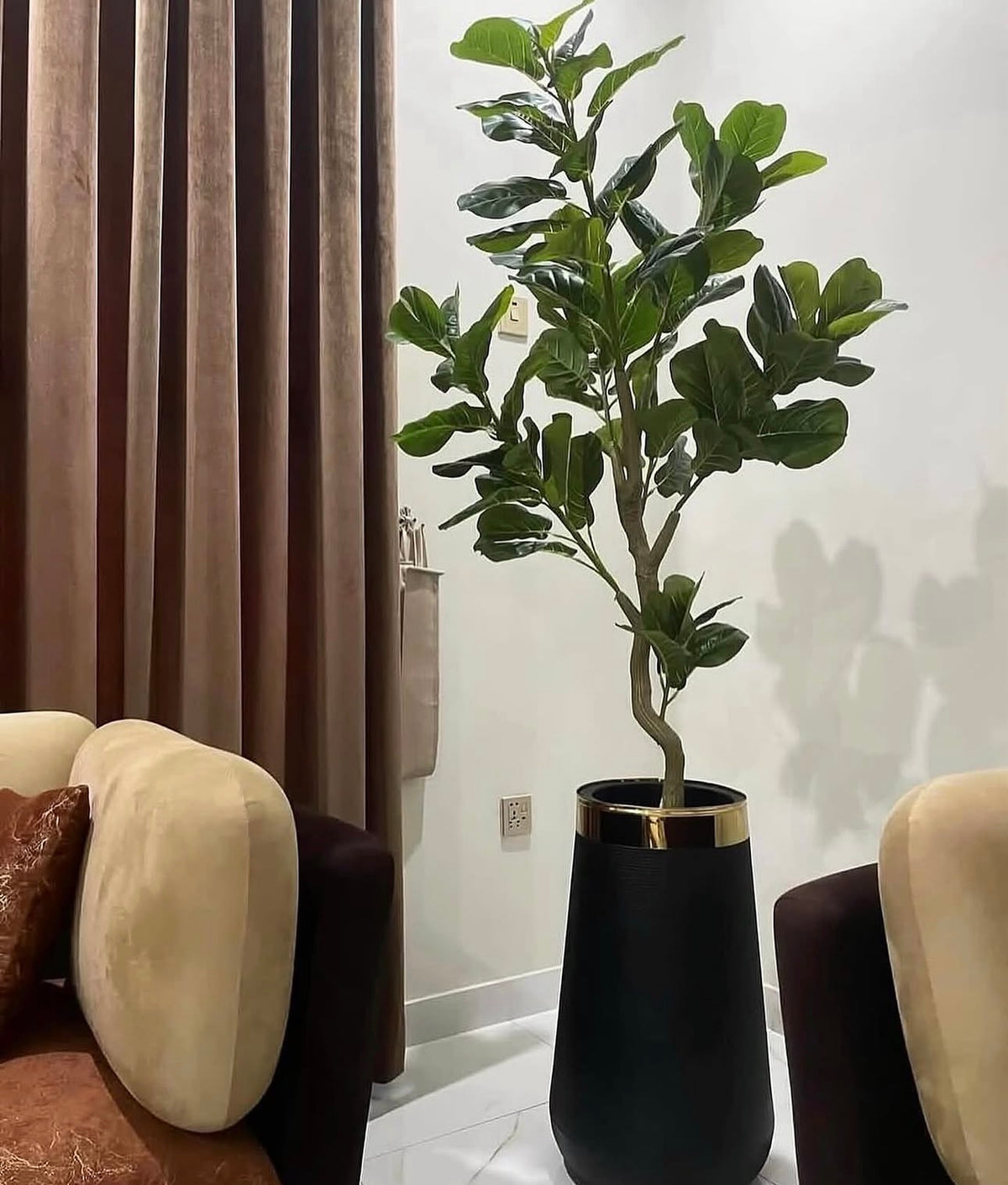 Tall guava plant in a dark pot with glossy green leaves