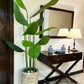 Tall banana palm plant in speckled light gray planter