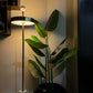 Banana plant with tall stems and large green leaves in a glossy black pot