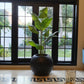 Tall banana plant in glossy black vase-style pot near floor-to-ceiling windows