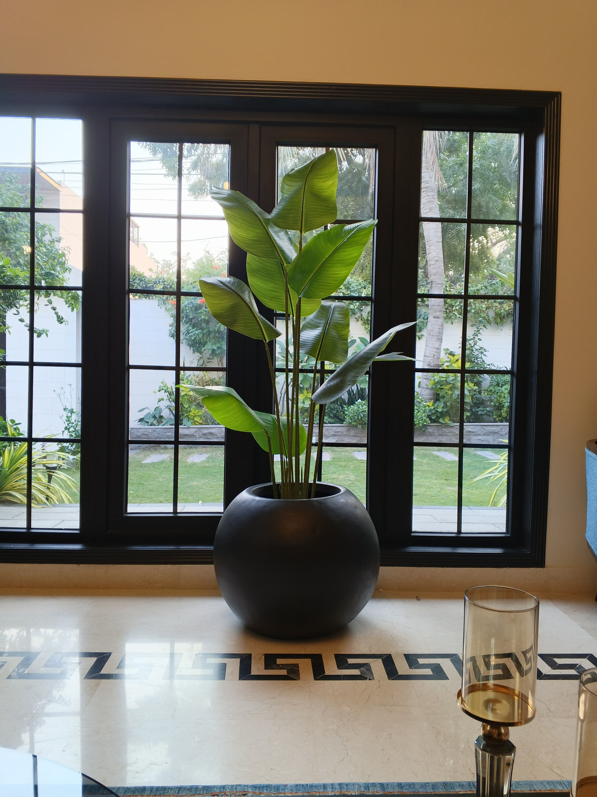 Tall banana plant in glossy black vase-style pot near floor-to-ceiling windows