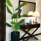 Tall banana palm plant in matte dark blue planter