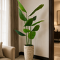 Tall banana palm plant in speckled beige planter