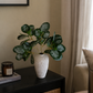 Silver Leaf Stems