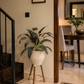 Baby feather plant in woven white pot on light wood tripod stand, leafy fronds