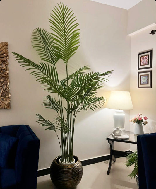 Tall Areeca Palm