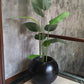 Potted banana plant with broad green leaves in a glossy black ceramic pot
