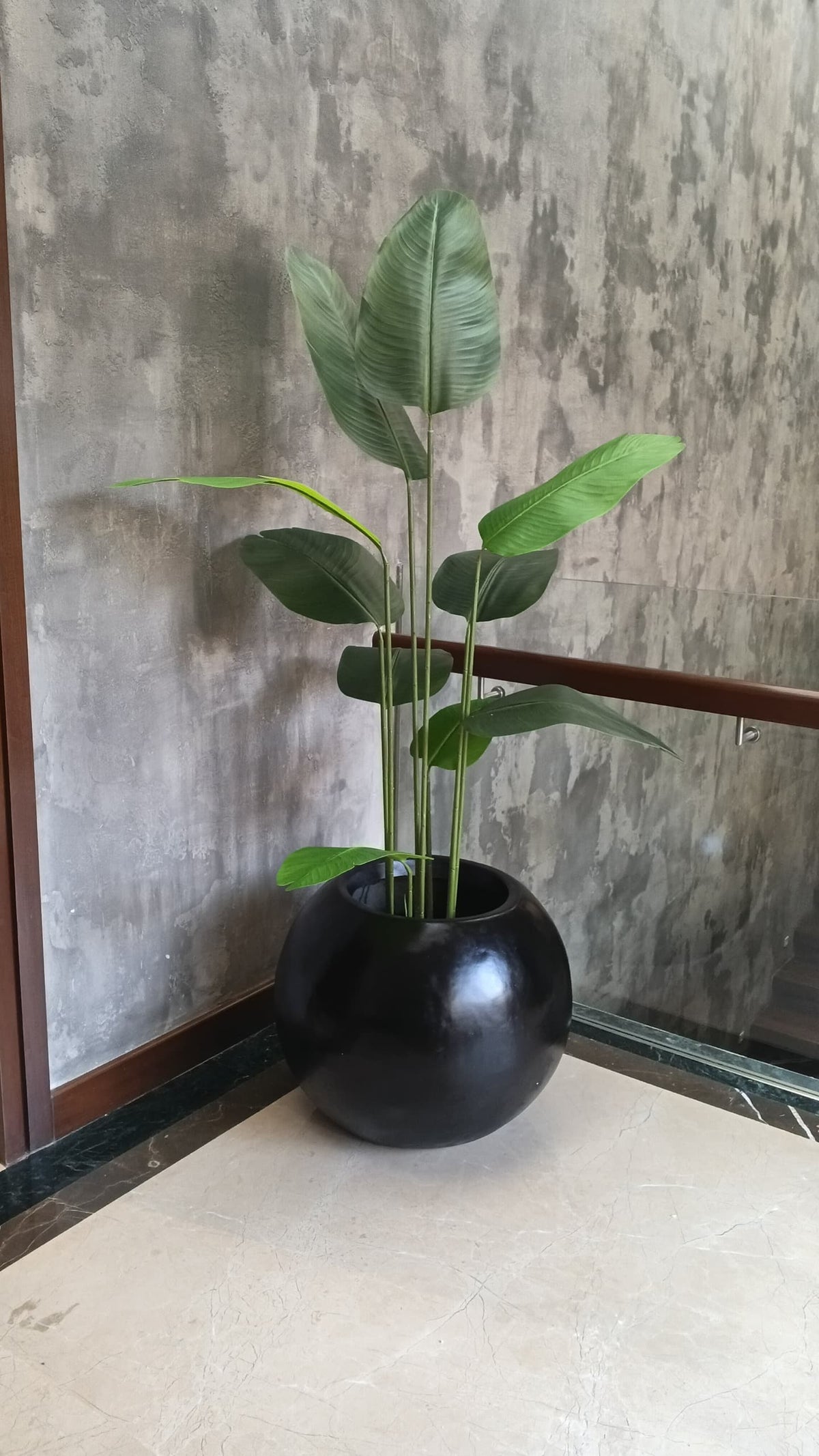 Potted banana plant with broad green leaves in a glossy black ceramic pot