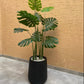 Tall monstera plant with large split leaves in a black cylindrical pot