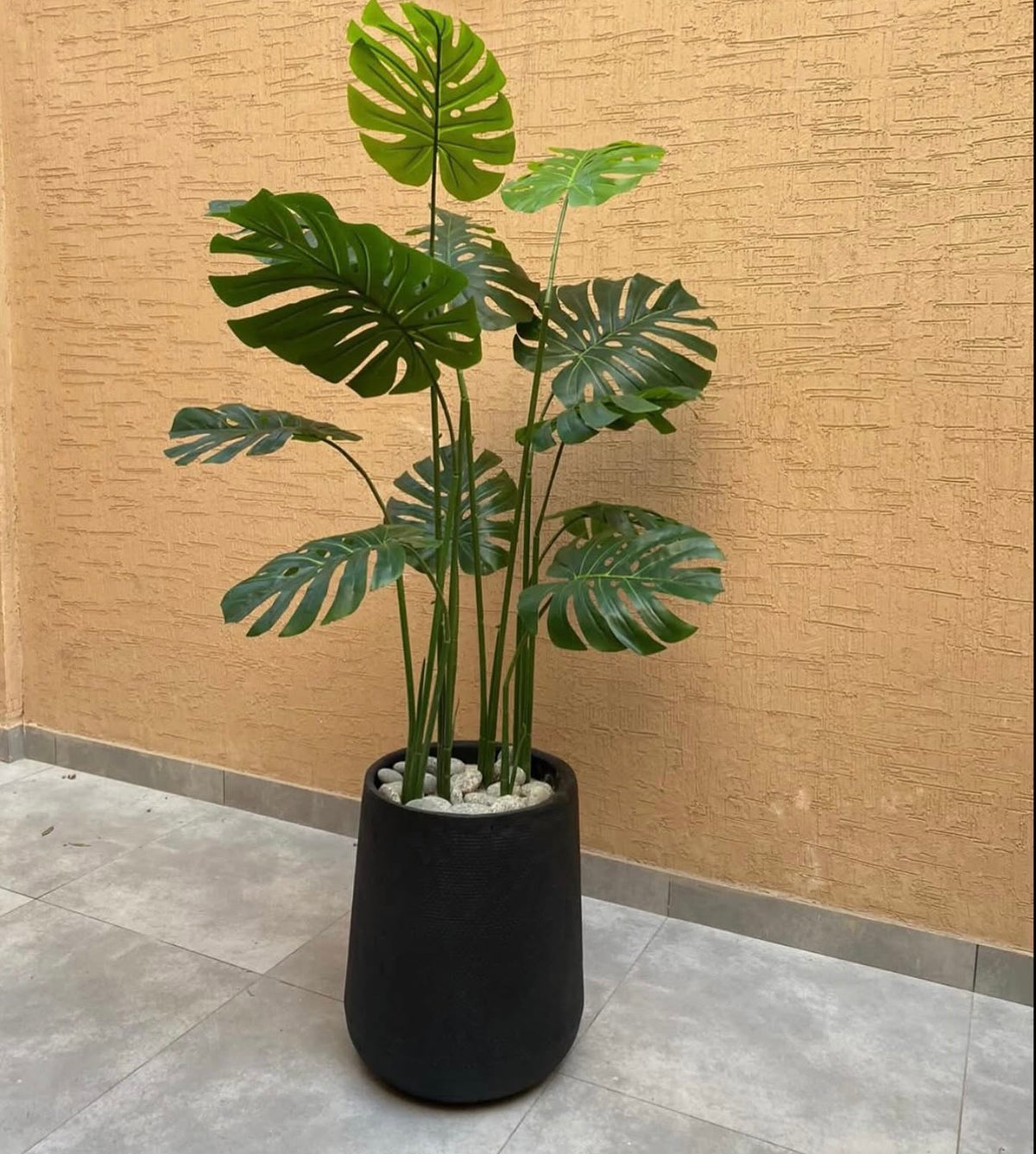Tall monstera plant with large split leaves in a black cylindrical pot