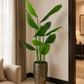 Tall banana palm plant in speckled bronze planter