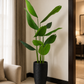 Tall banana palm plant in matte black planter