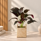 Baby feather plant in woven basket with dark red and green striped leaves