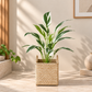 Feather plant with slender green leaves in a woven seagrass-style basket