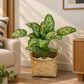 Dotted baby banana plant in woven basket, green speckled leaves with curved stems