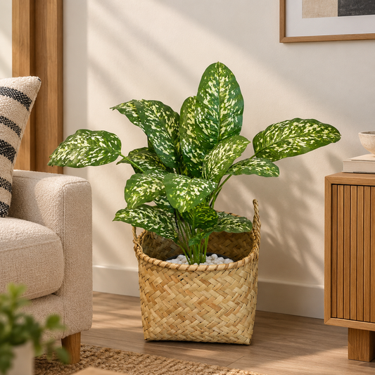 Dotted baby banana plant in woven basket, green speckled leaves with curved stems