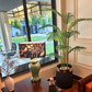 Tall areca palm plant with green fronds in a black pot