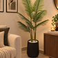 Tall areca palm in a matte black pot with feathery green fronds