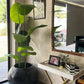 Tall banana plant with large green leaves in dark round ceramic pot