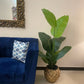 Tall Banana Palm 5 Feet