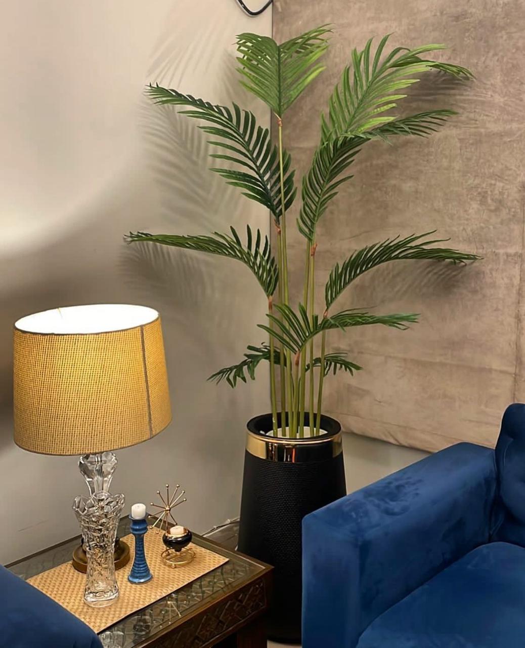 Tall Areeca Plant 7 Feet – Gulbahaar