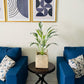 Baby feather plant in a woven basket on a round black side table