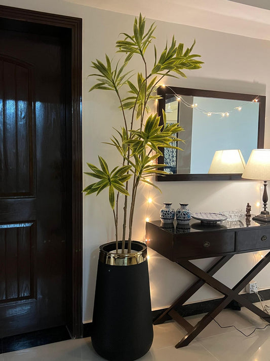 Tall Dracena Plant 7 Feet