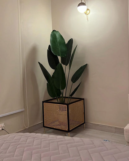 Tall Banana Palm 5 Feet
