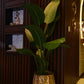 Tall Banana Palm 5 Feet