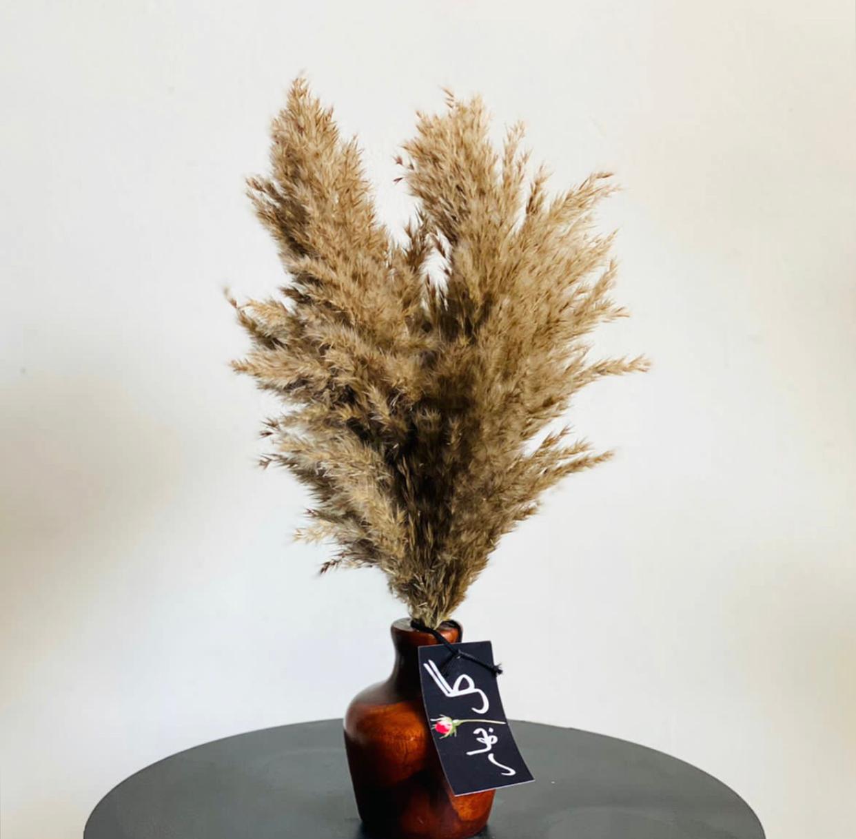 Pampas Stem