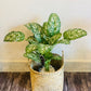 Potted dotted baby banana plant with green speckled leaves in woven basket