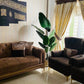 Tall Banana Palm 6 Feet