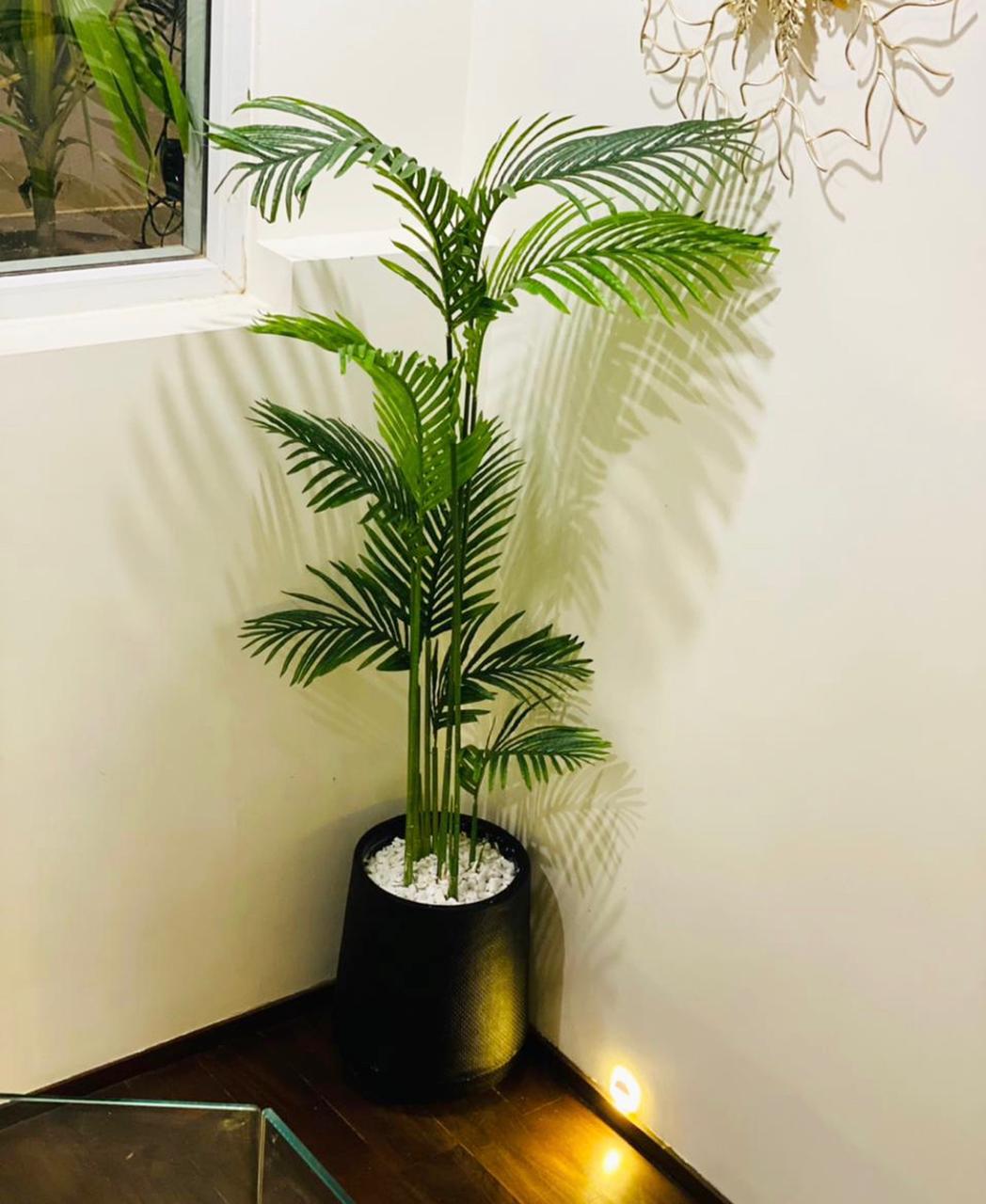 Tall Areeca Palm 6 Feet – Gulbahaar