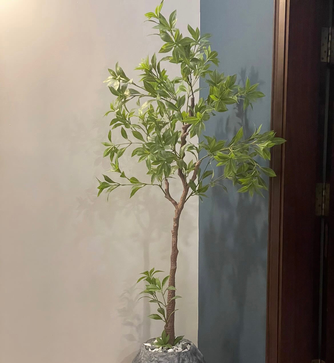 bonsai neem tree for sale Tall Neem Tree – Gulbahaar